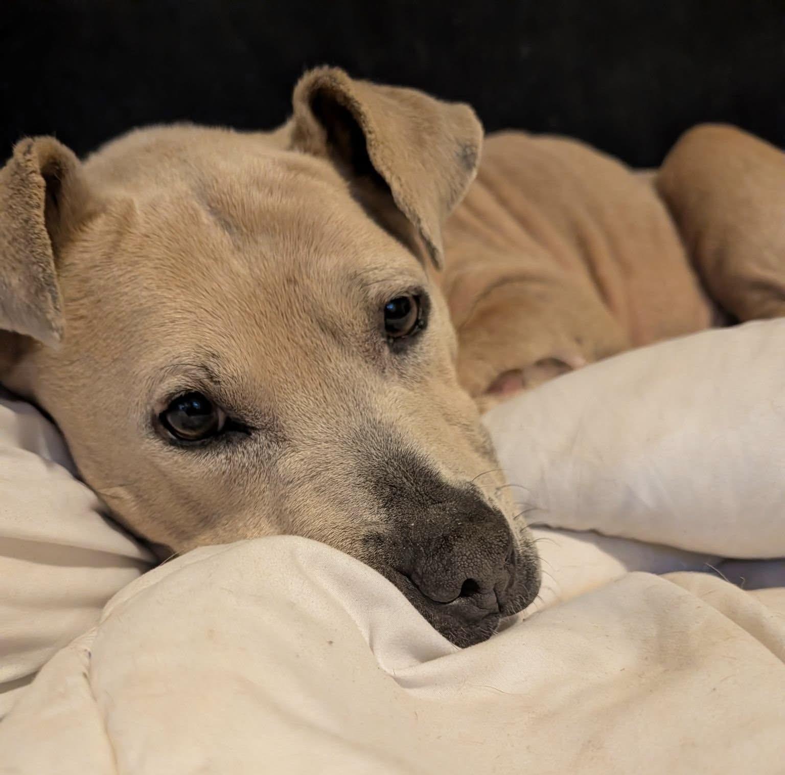 Enlarge Bella Luna, a ADOPTABLE Pit Bull Terrier in Irmo, SC image 2/3