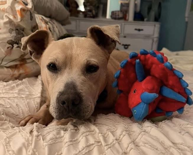 Enlarge Bella Luna, a ADOPTABLE Pit Bull Terrier in Irmo, SC image 1/3