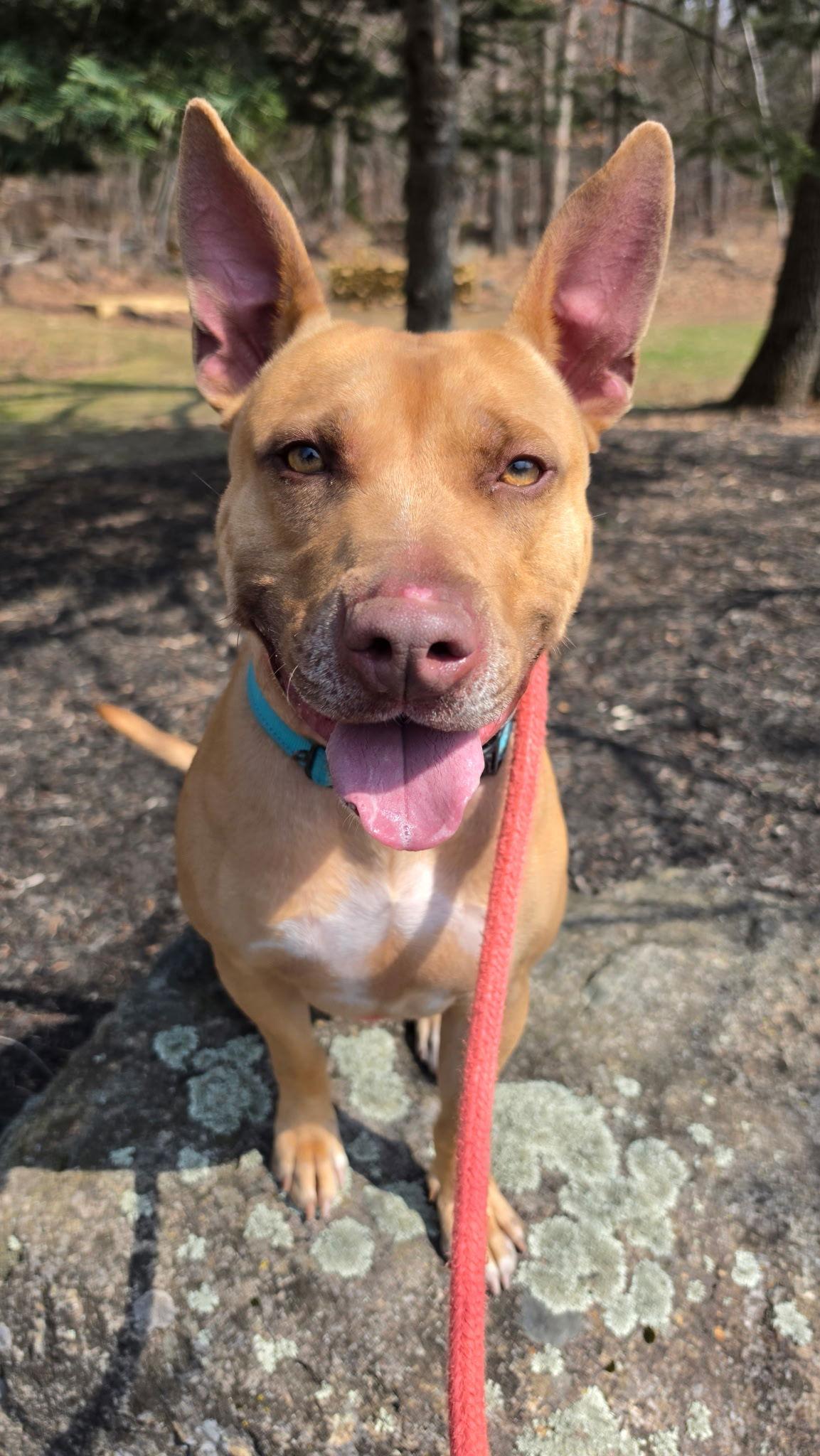 Dodger Lizman, Adoptable, Adult Male Carolina Dog & Pharaoh Hound.