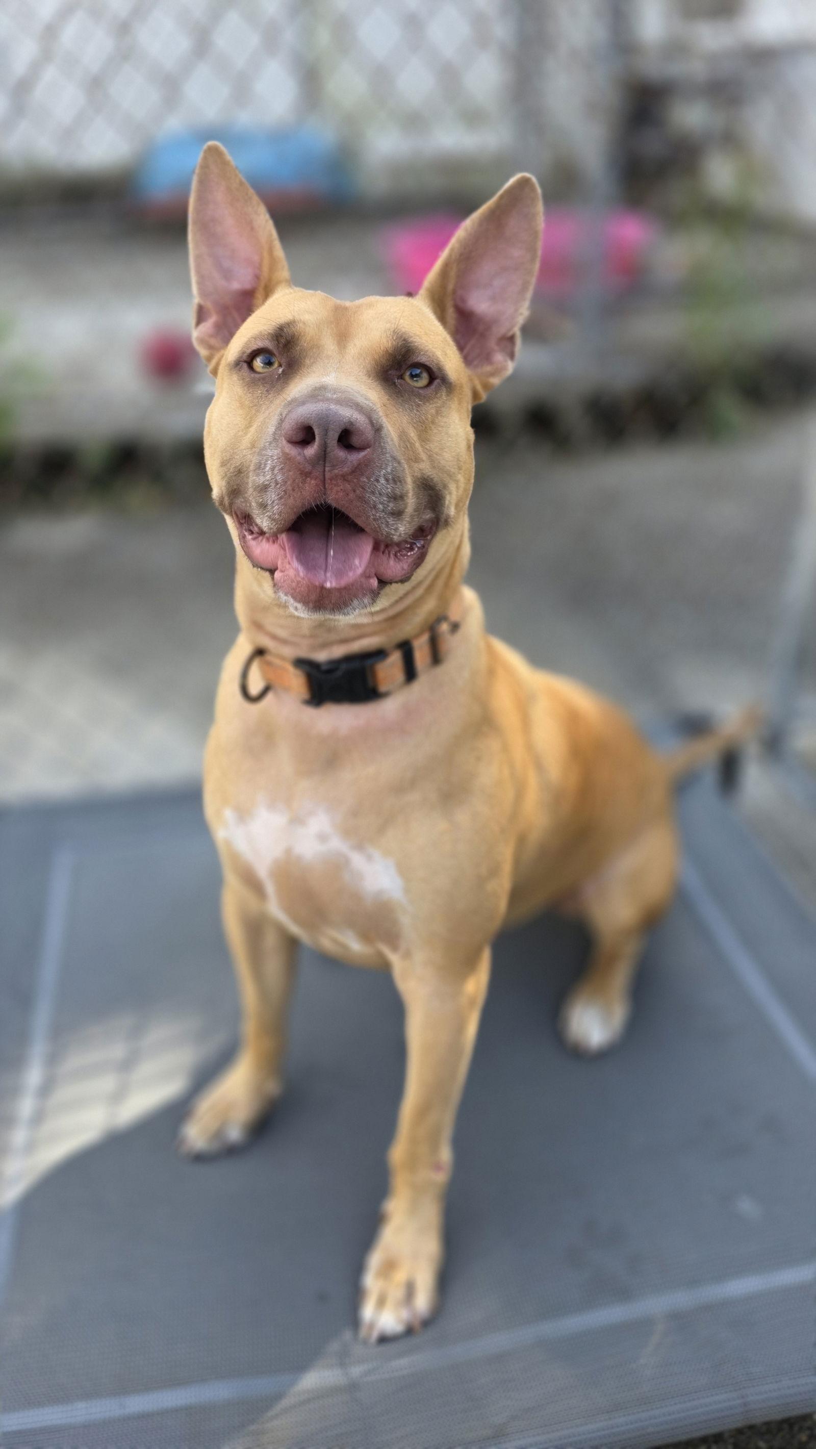 Dodger Lizman thumbnail 2