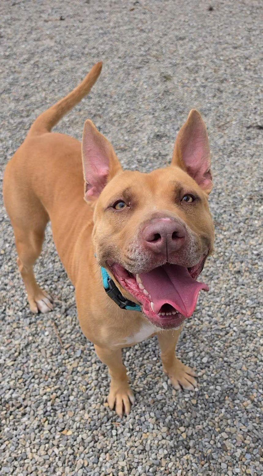 Dodger Lizman, a Adoptable mixed breed in Rockaway, NJ image 3/3