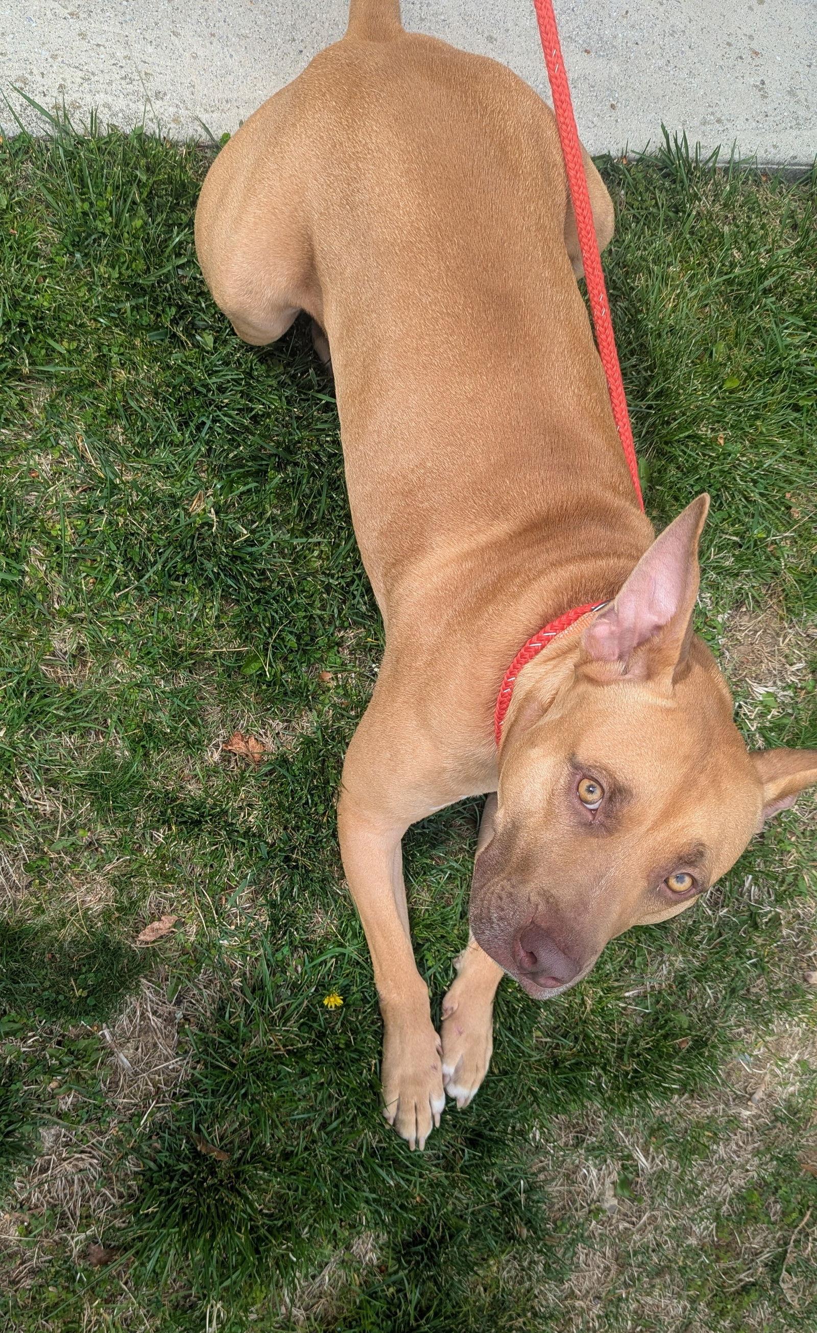 Dodger Lizman thumbnail 3