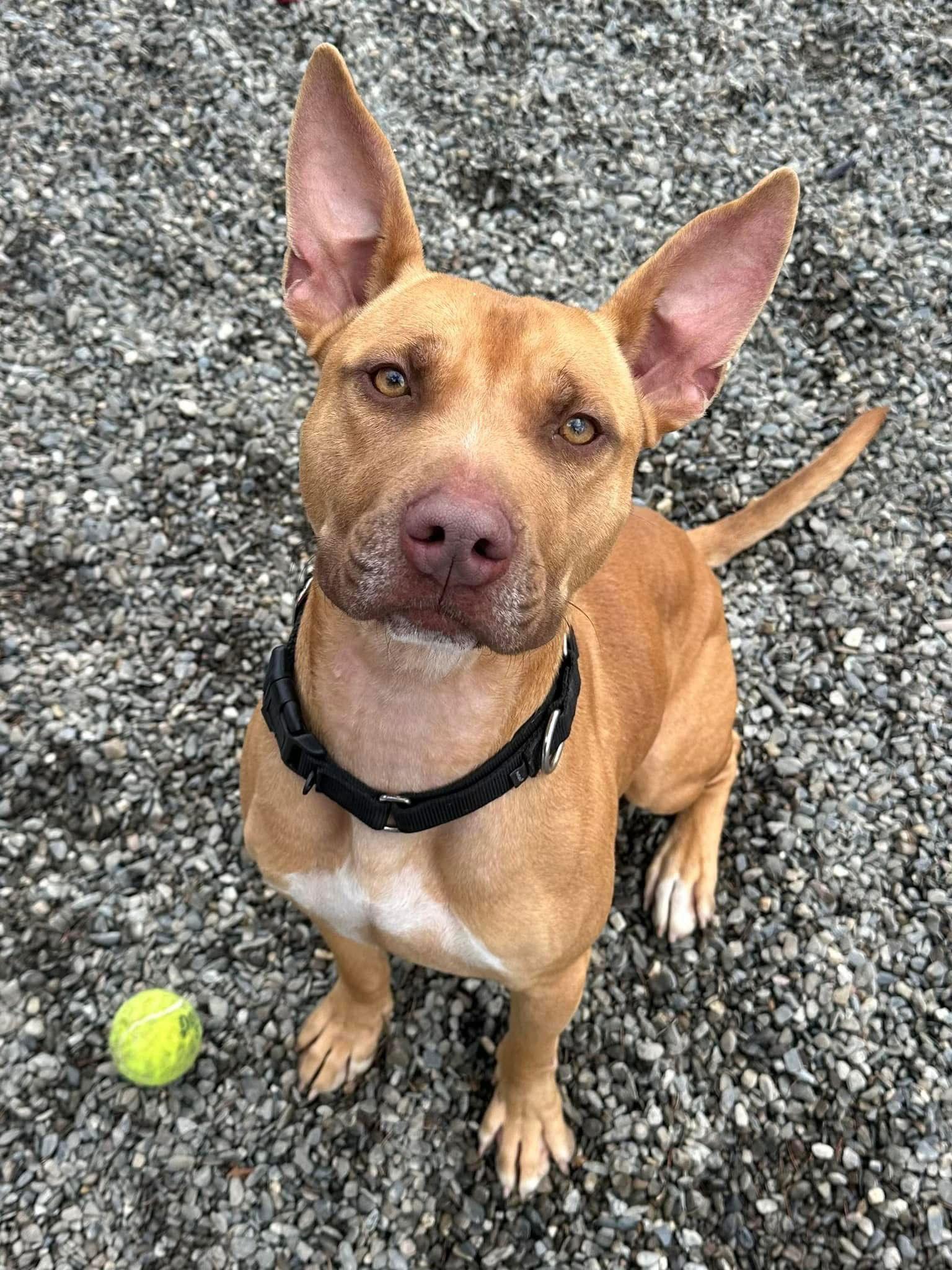 Dodger Lizman thumbnail 4