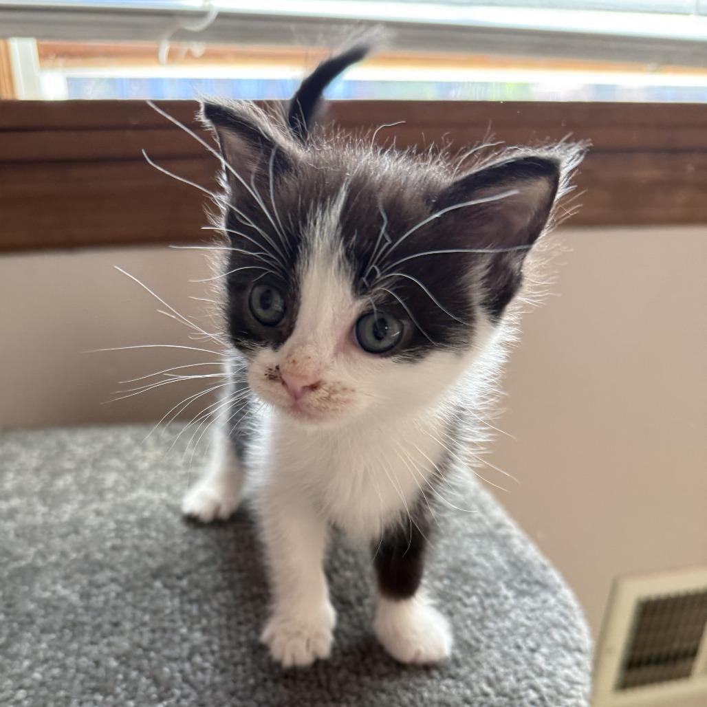 Bad Bunny, Adoptable, Kitten Male Domestic Short Hair.