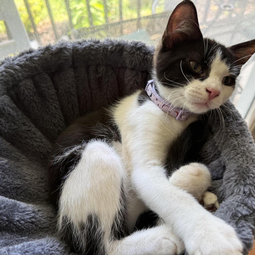 Bad Bunny, a Adoptable Domestic Short Hair in Pittsburgh, PA image 2/5