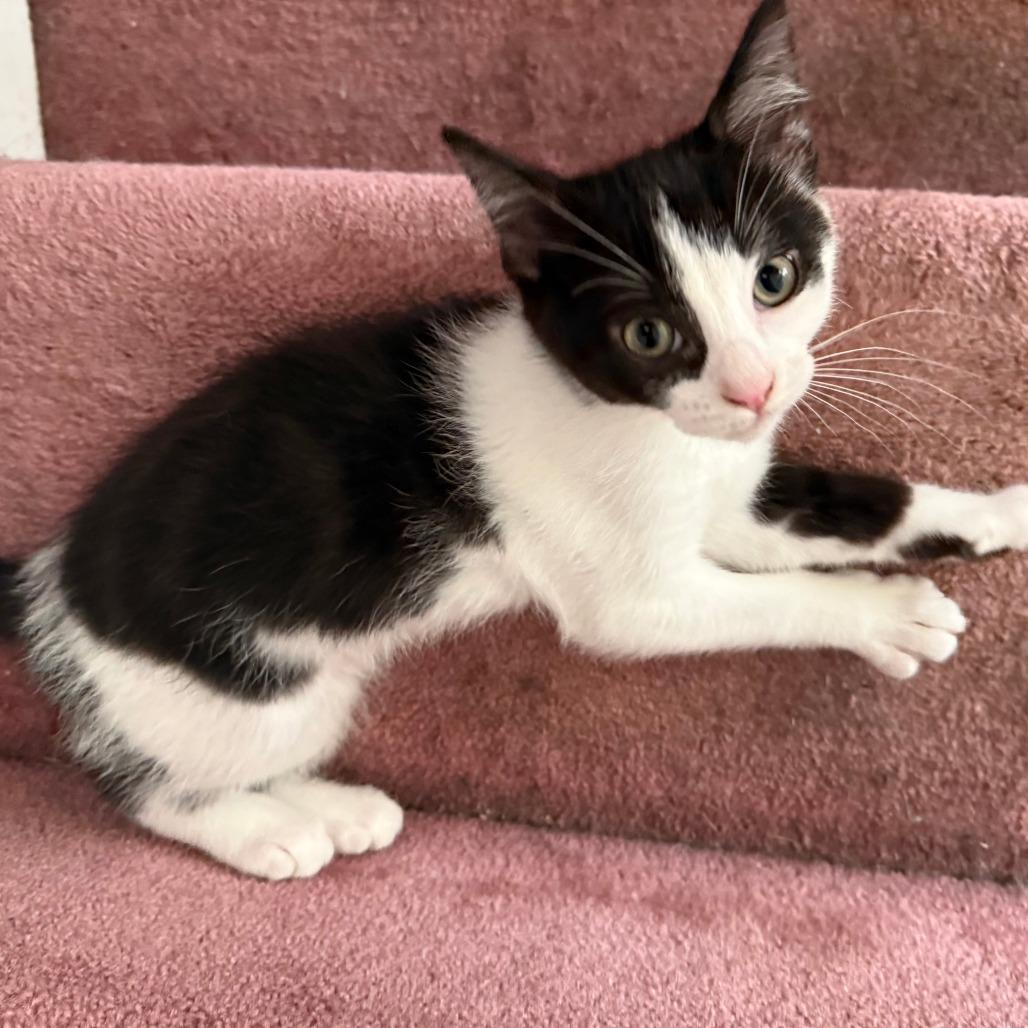 Bad Bunny, a Adoptable Domestic Short Hair in Pittsburgh, PA image 3/4