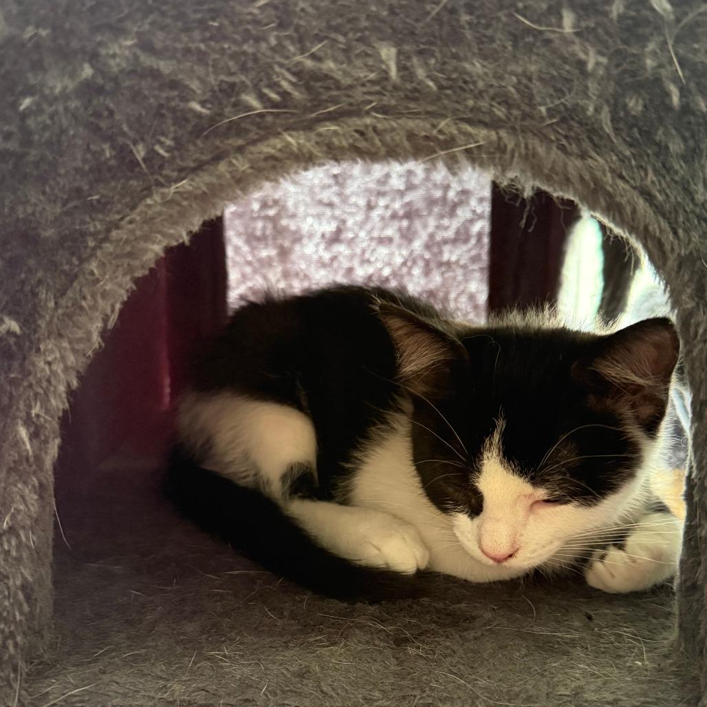 Bad Bunny, a Adoptable Domestic Short Hair in Pittsburgh, PA image 4/4