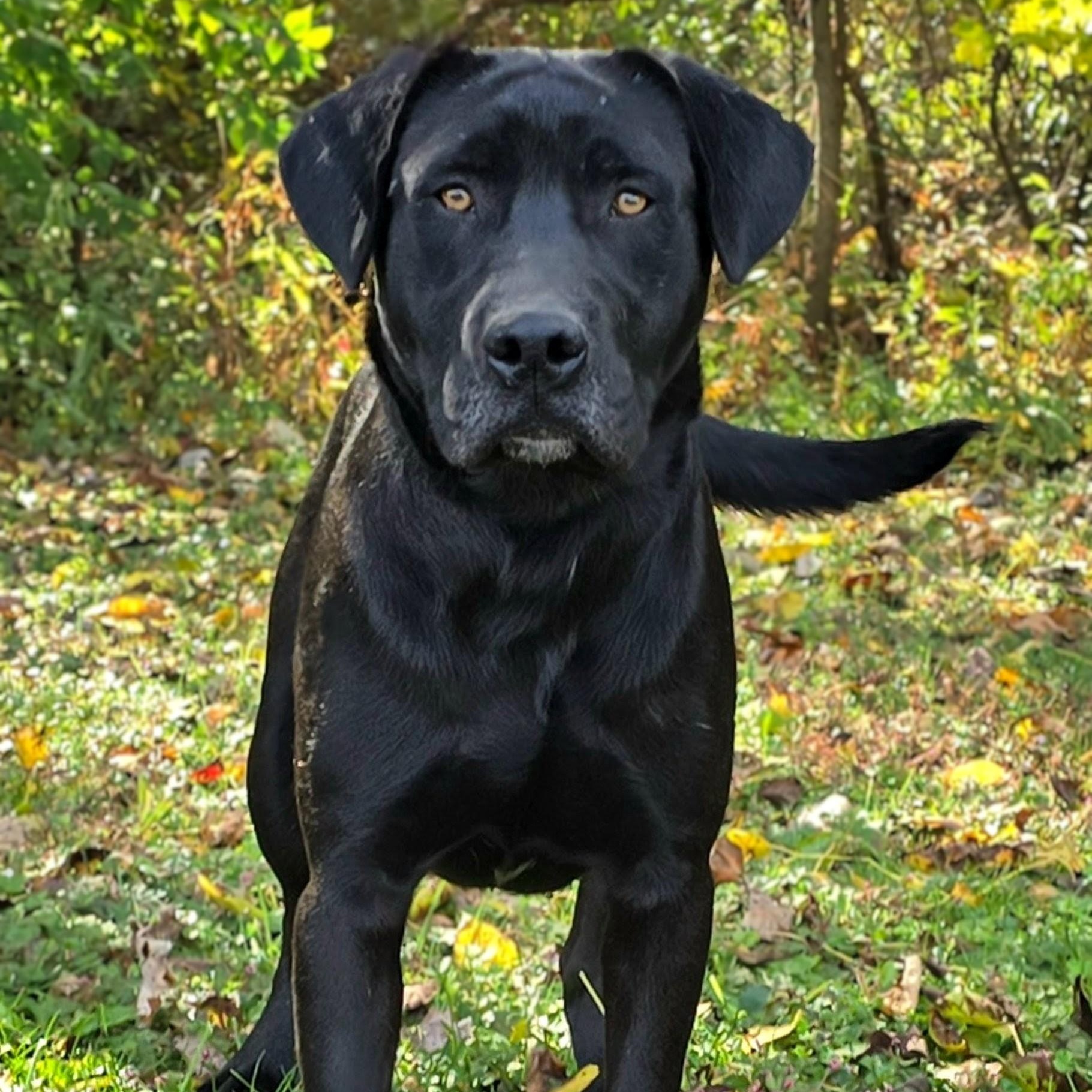 Enlarge Bear, an adopted mixed breed in Mount Carmel, IL image 2/6