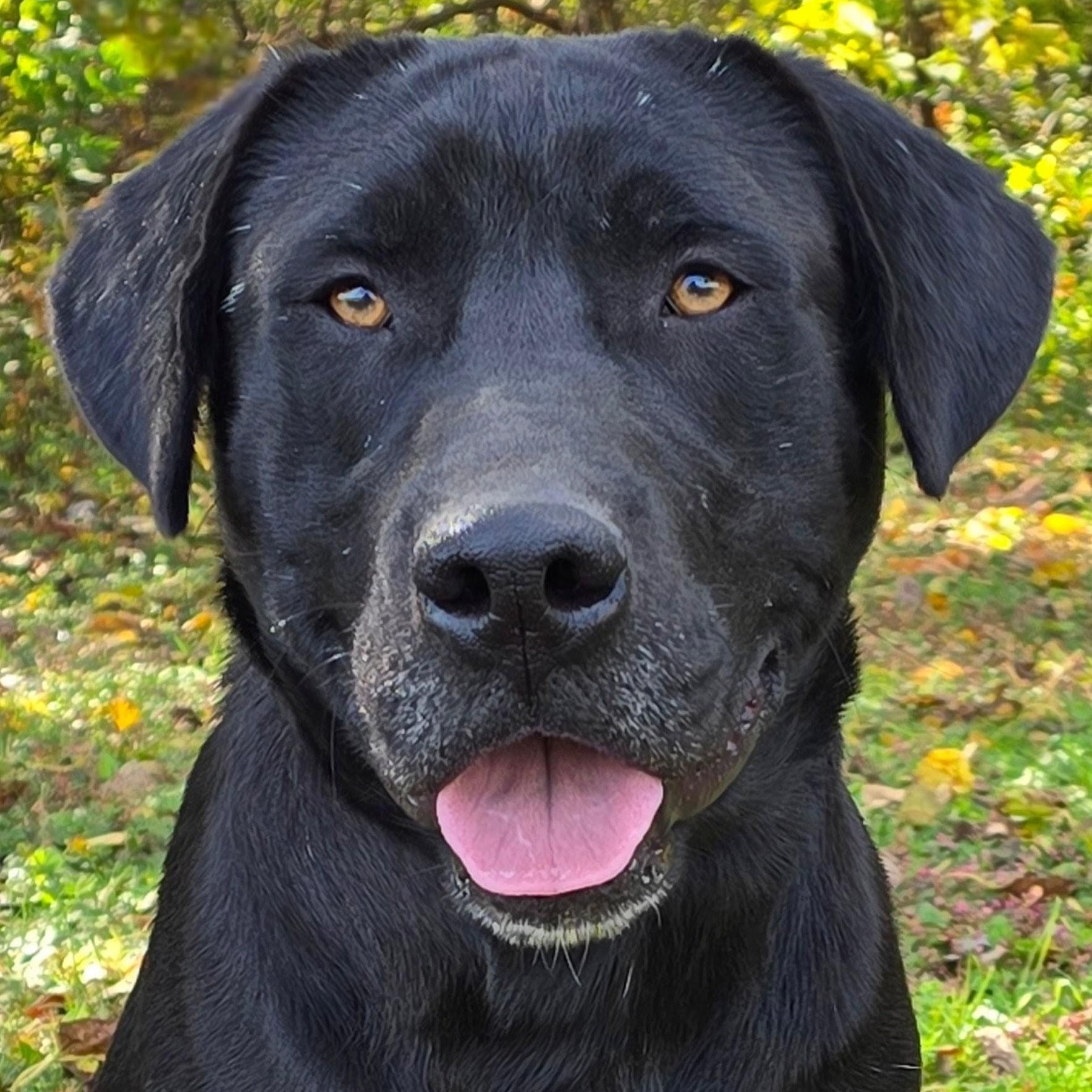 Bear, Adoptable, Young Male Black Labrador Retriever.
