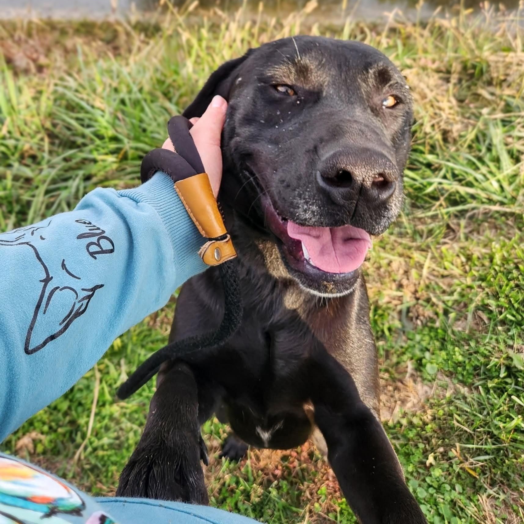 Enlarge Bear, an adopted mixed breed in Mount Carmel, IL image 4/6
