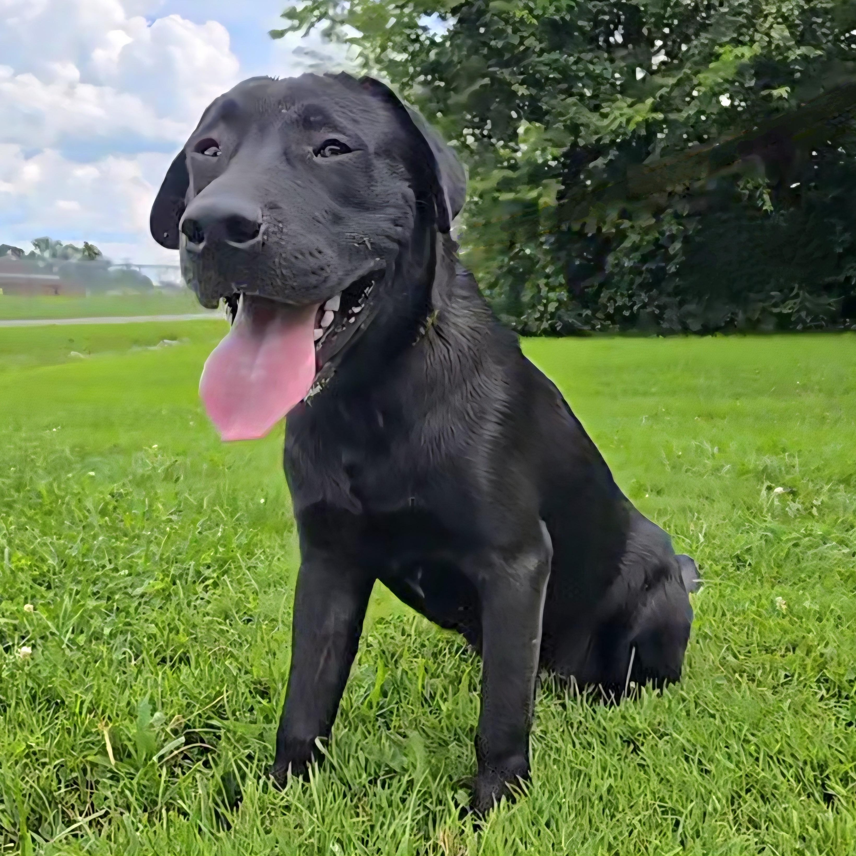 Enlarge Bear, an adopted mixed breed in Mount Carmel, IL image 5/6