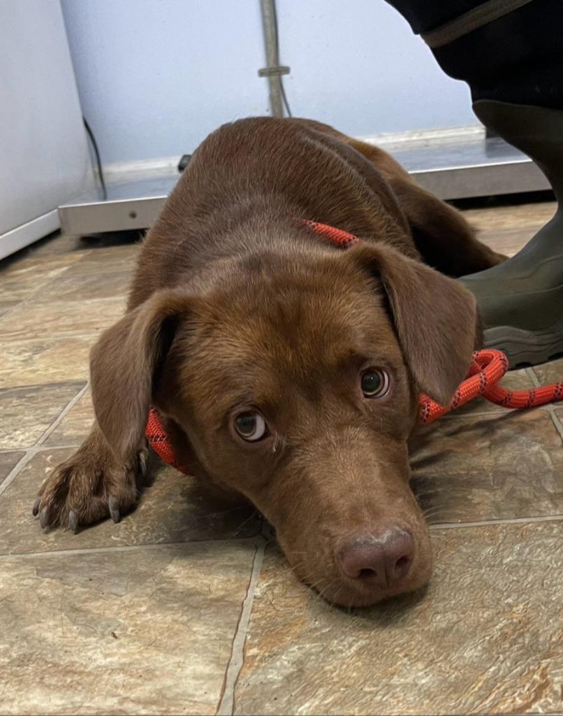 Enlarge Magmus, a Adoptable mixed breed in Hartsville, SC image 1/1