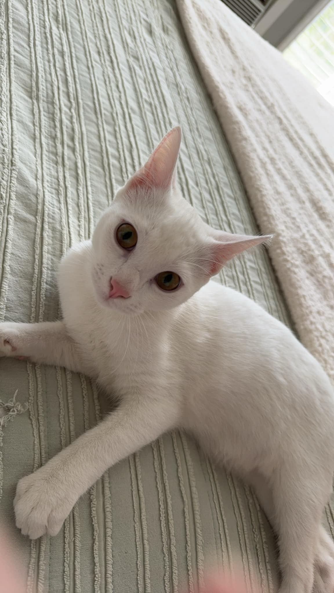 Cat for adoption Finn, a Domestic Medium Hair in Sylacauga, AL