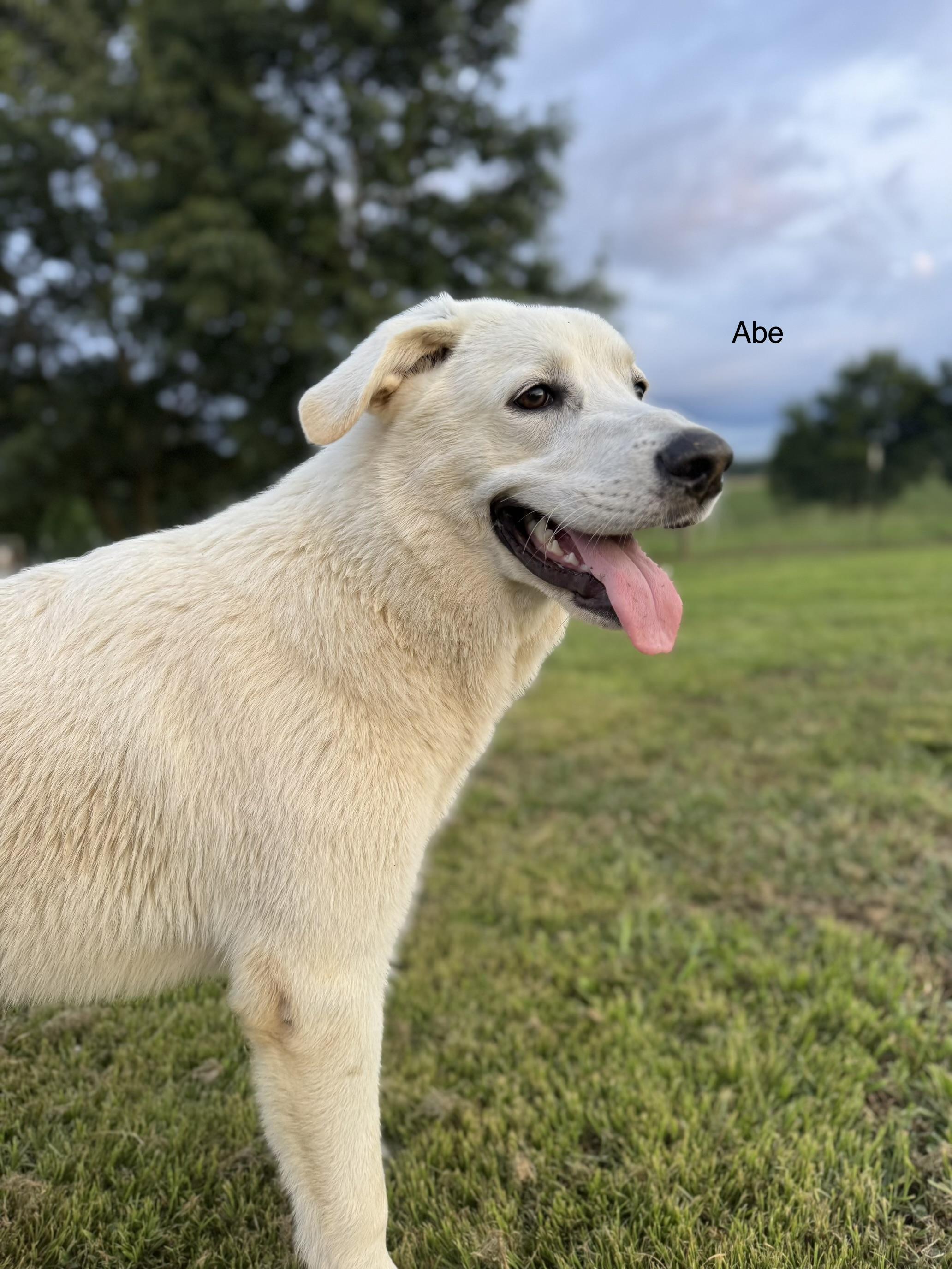 Abe, a ADOPTABLE German Shepherd Dog in Rome, GA image 2/2