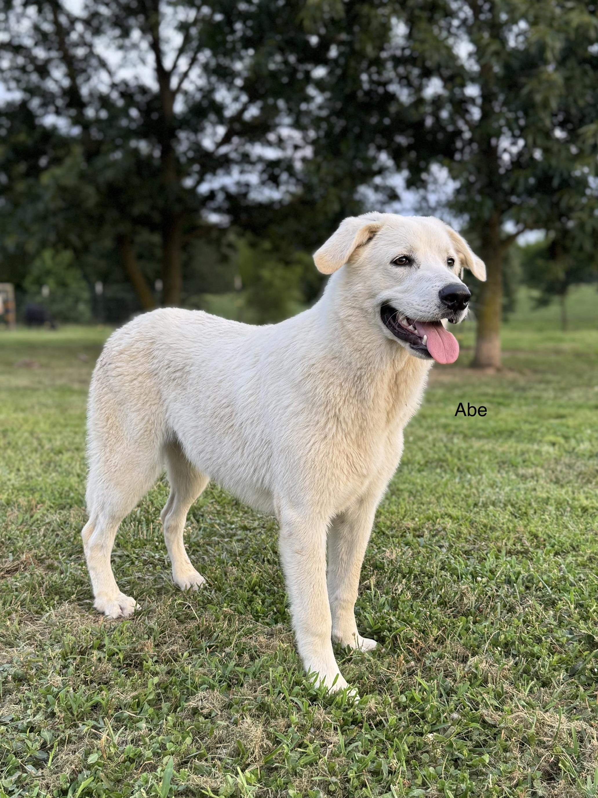 Abe, ADOPTABLE, Young Male German Shepherd Dog.