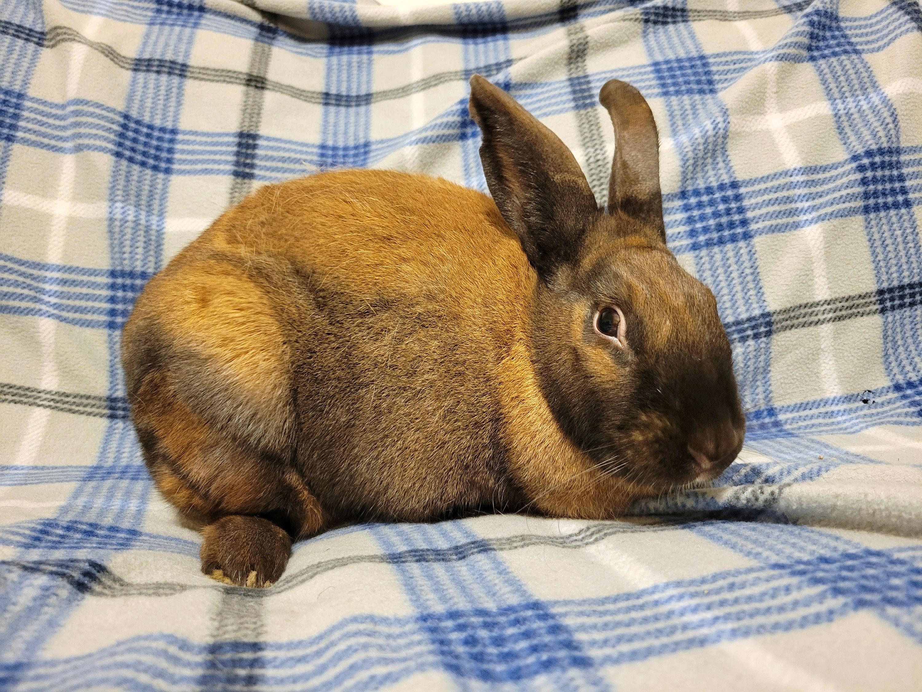Roo, Adult Female unknown