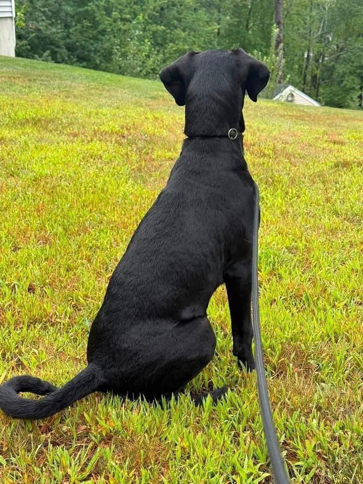 Enya, Adoptable, Puppy Female Labrador Retriever & Mountain Cur.