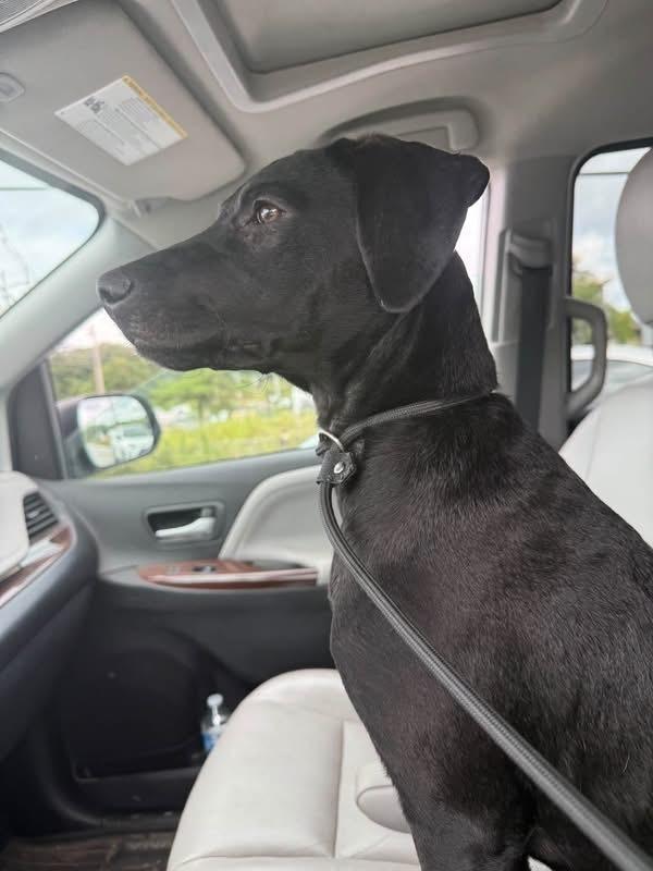 Enlarge Enya, a Adoptable mixed breed in Middletown, CT image 2/6