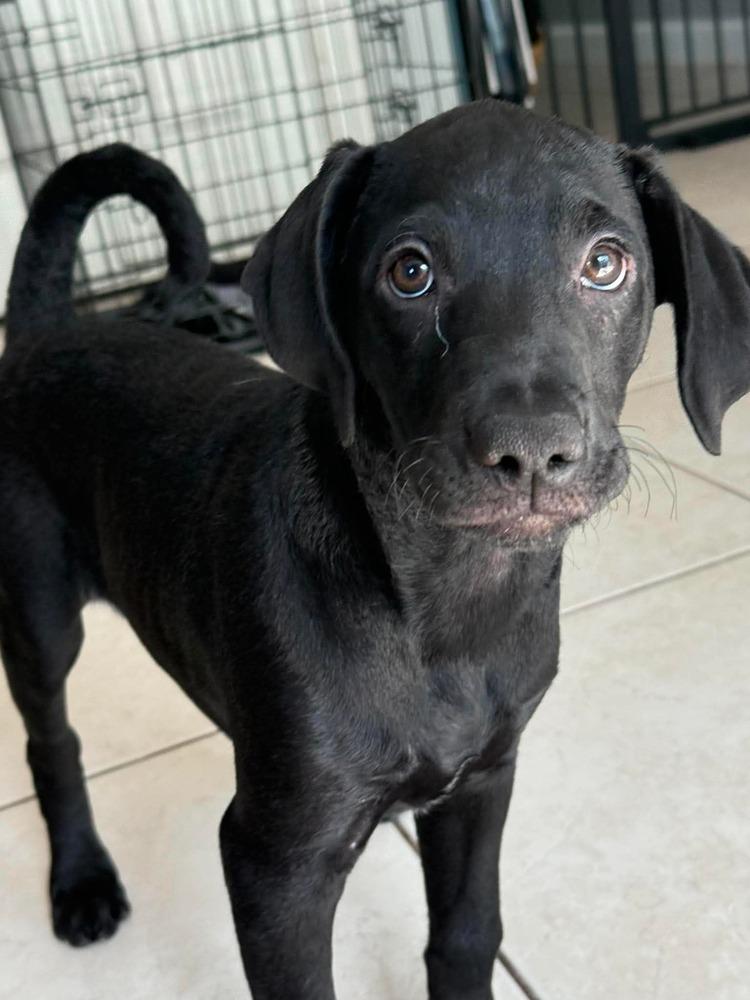 Enya, a Adoptable mixed breed in Middletown, CT image 6/6