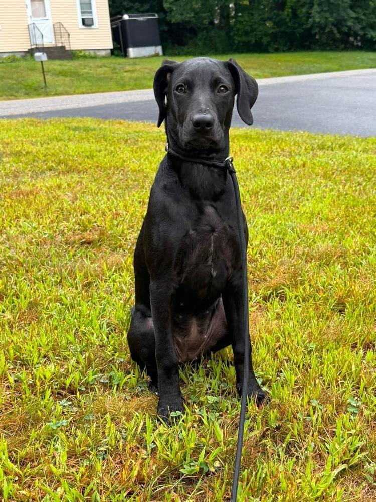 Enlarge Enya, a Adoptable mixed breed in Middletown, CT image 5/6