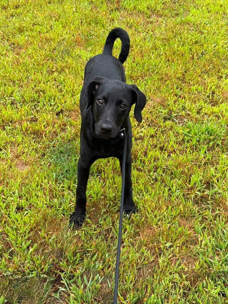 Enlarge Enya, a Adoptable mixed breed in Middletown, CT image 6/6
