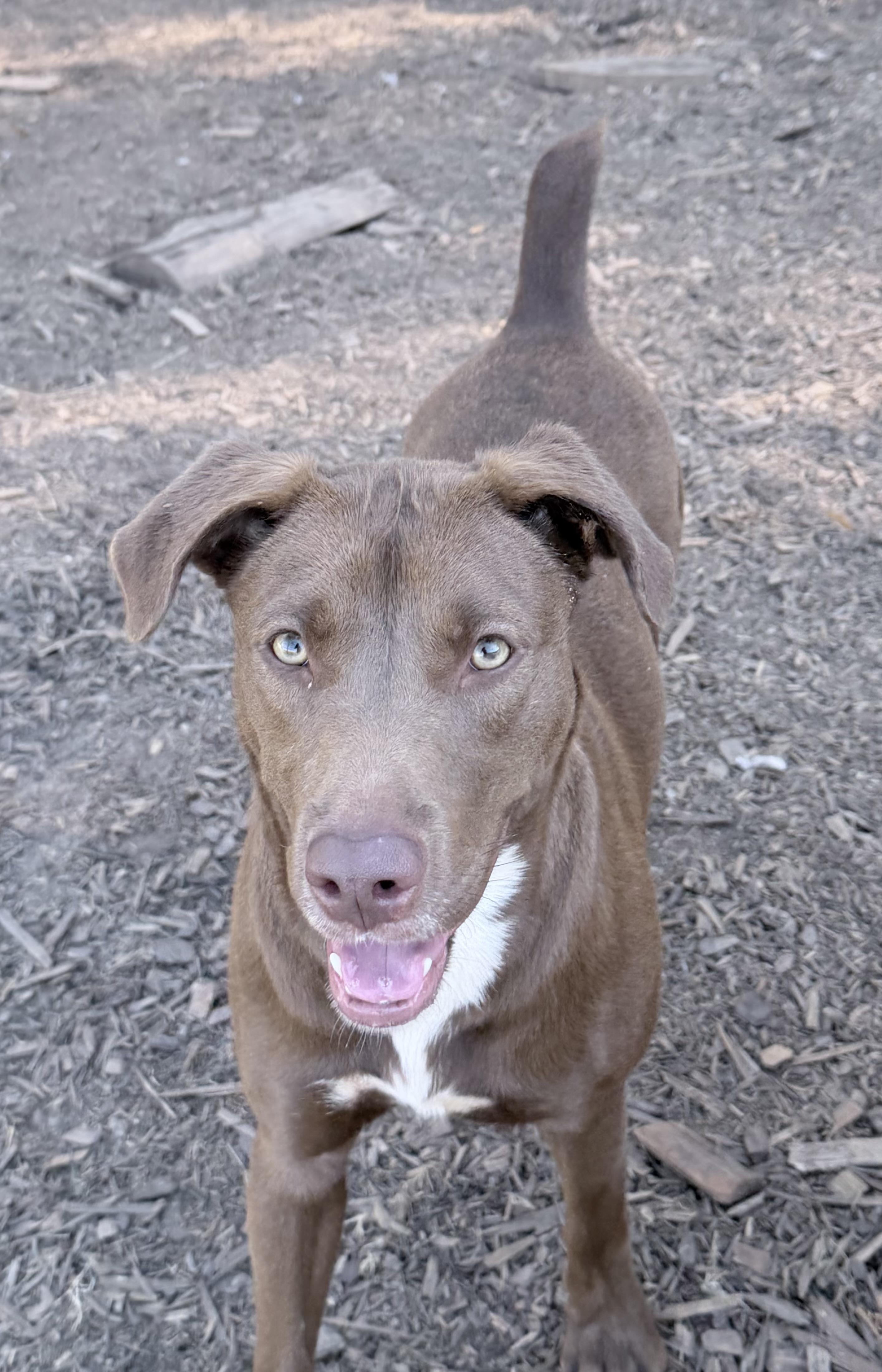 Pistachio, Adoptable, Adult Female Labrador Retriever & Doberman Pinscher.