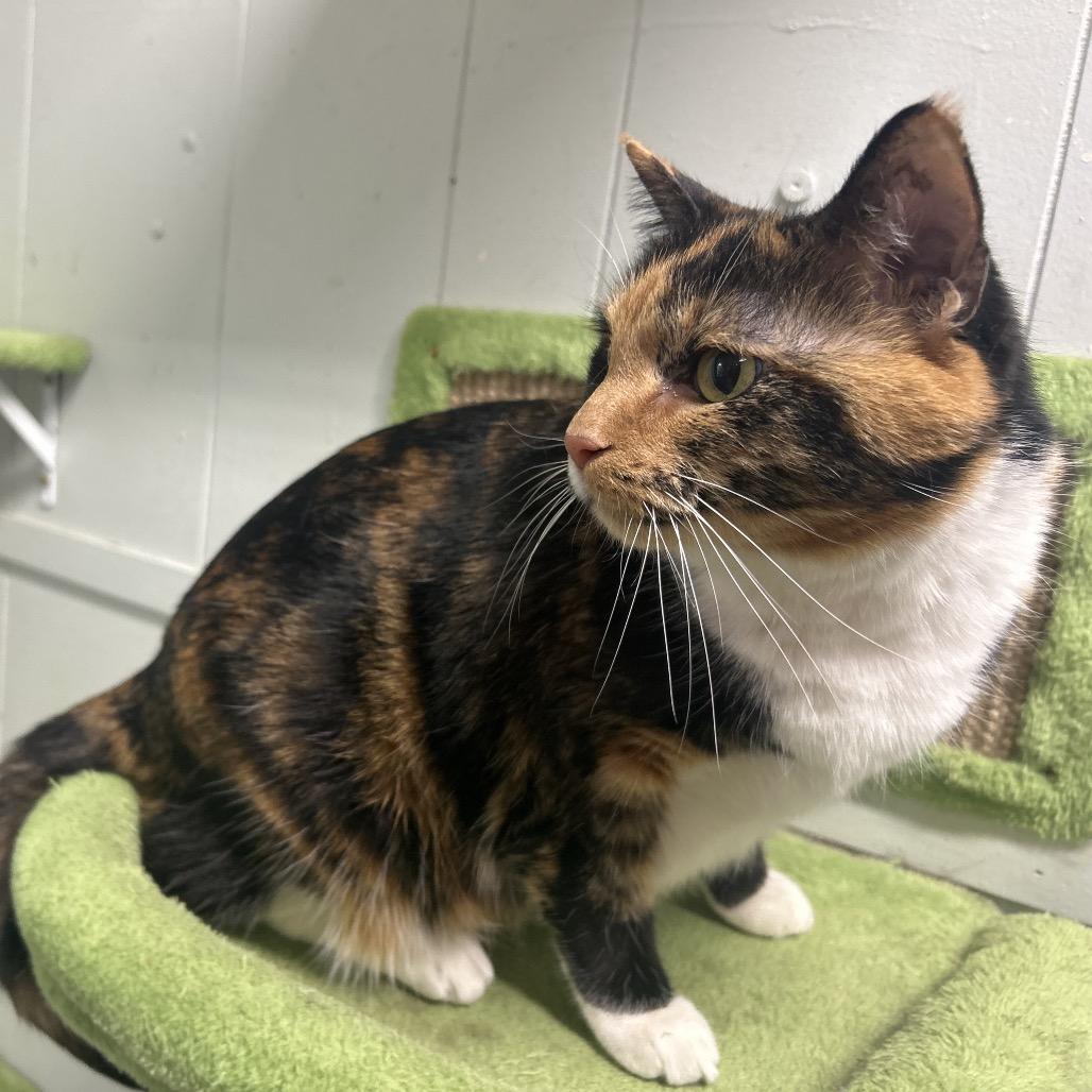 Enlarge Happy, a Adoptable Domestic Short Hair in Clanton, AL image 1/1