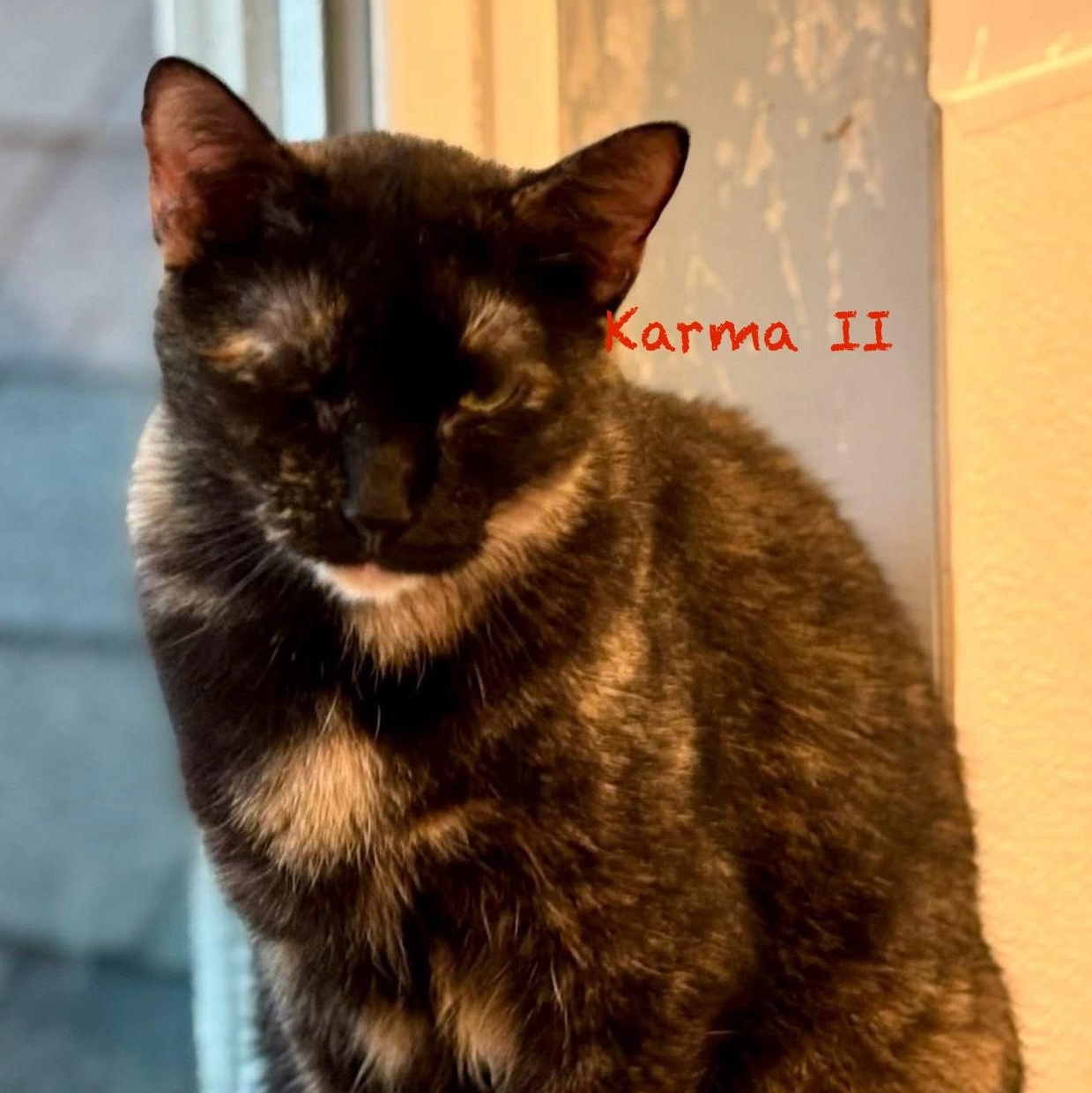 Enlarge Karma II, a Adoptable Tortoiseshell in Palatine, IL image 3/5