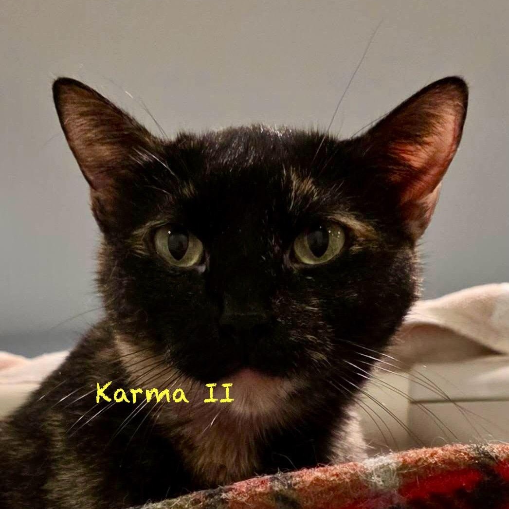 Karma II, Adoptable, Adult Female Tortoiseshell.