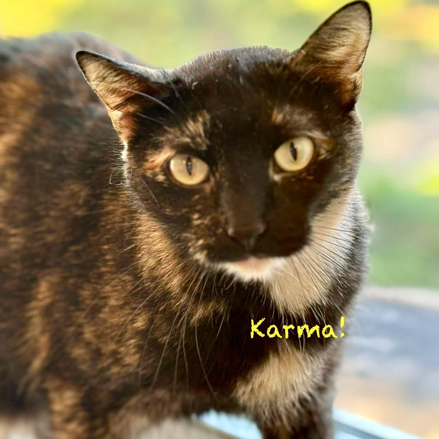 Enlarge Karma II, a Adoptable Tortoiseshell in Palatine, IL image 2/5