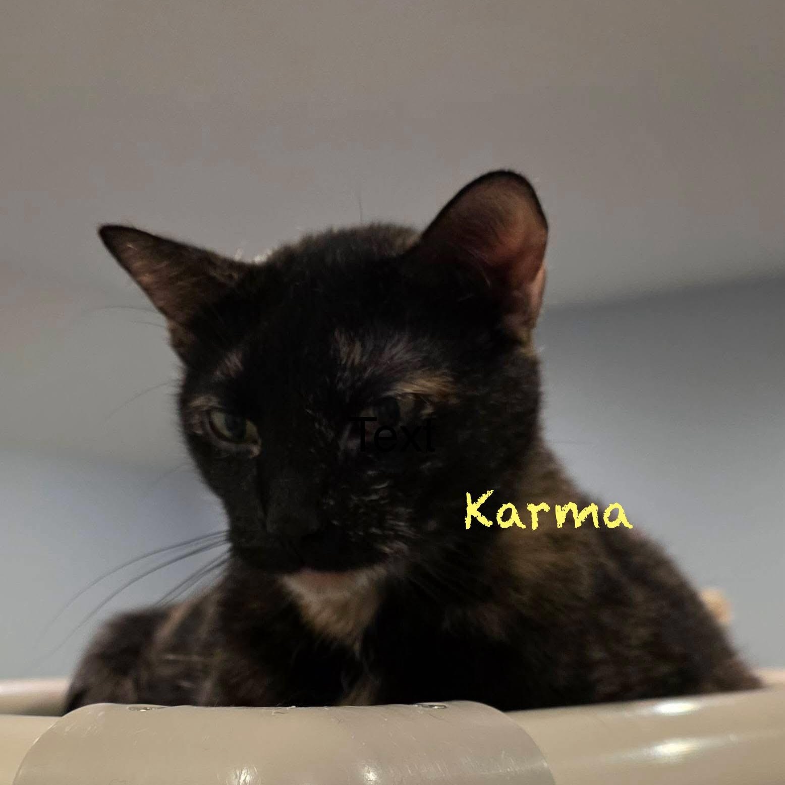 Enlarge Karma II, a Adoptable Tortoiseshell in Palatine, IL image 4/5