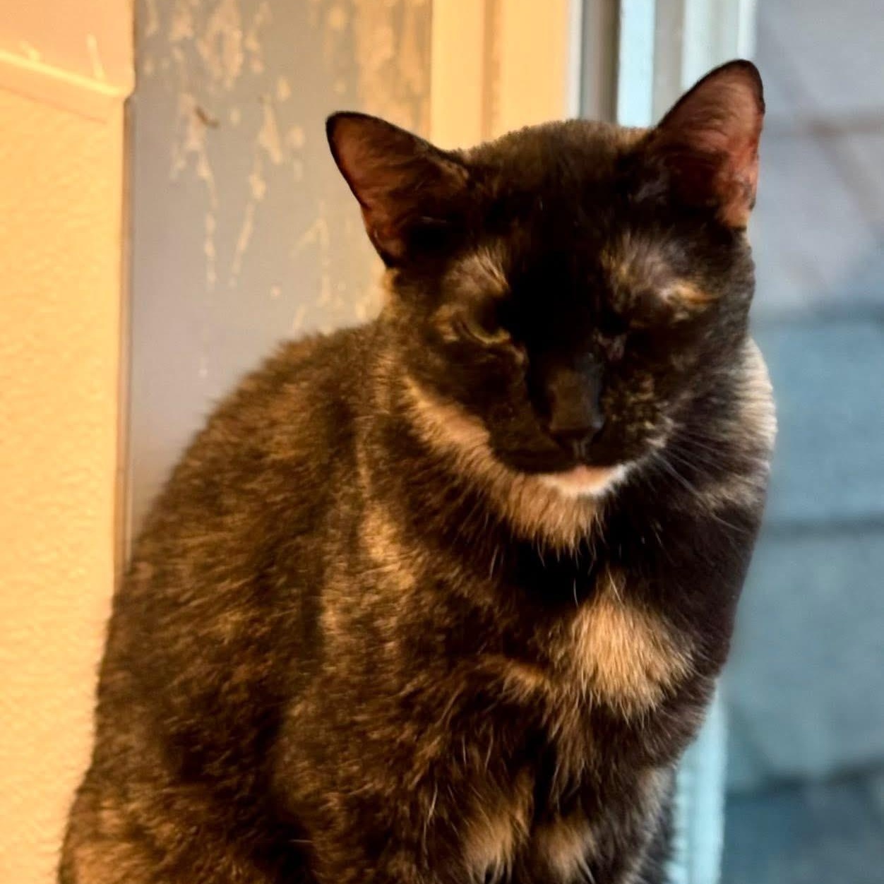 Enlarge Karma II, a Adoptable Tortoiseshell in Palatine, IL image 6/6