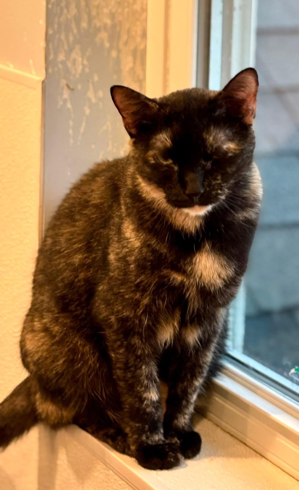 Enlarge Karma II, a Adoptable Tortoiseshell in Palatine, IL image 5/5