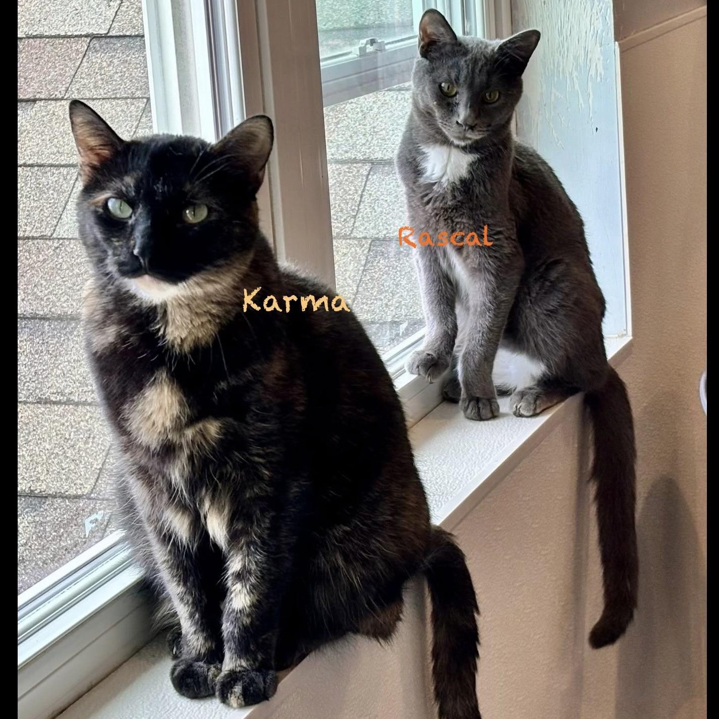Enlarge Karma II, a Adoptable Tortoiseshell in Palatine, IL image 4/6