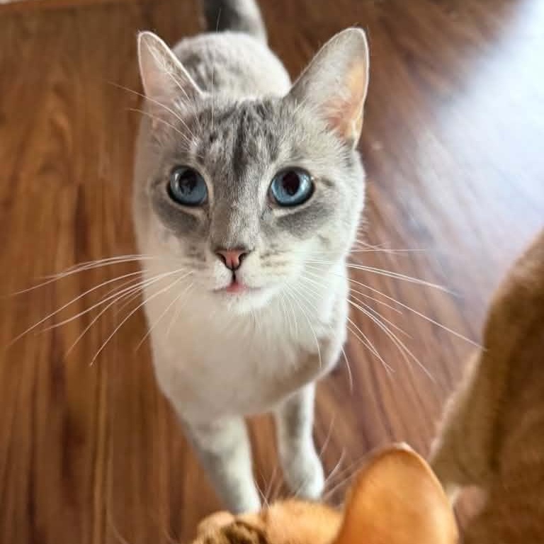 Enlarge Remy, a ADOPTABLE mixed breed in Antioch, CA image 1/4