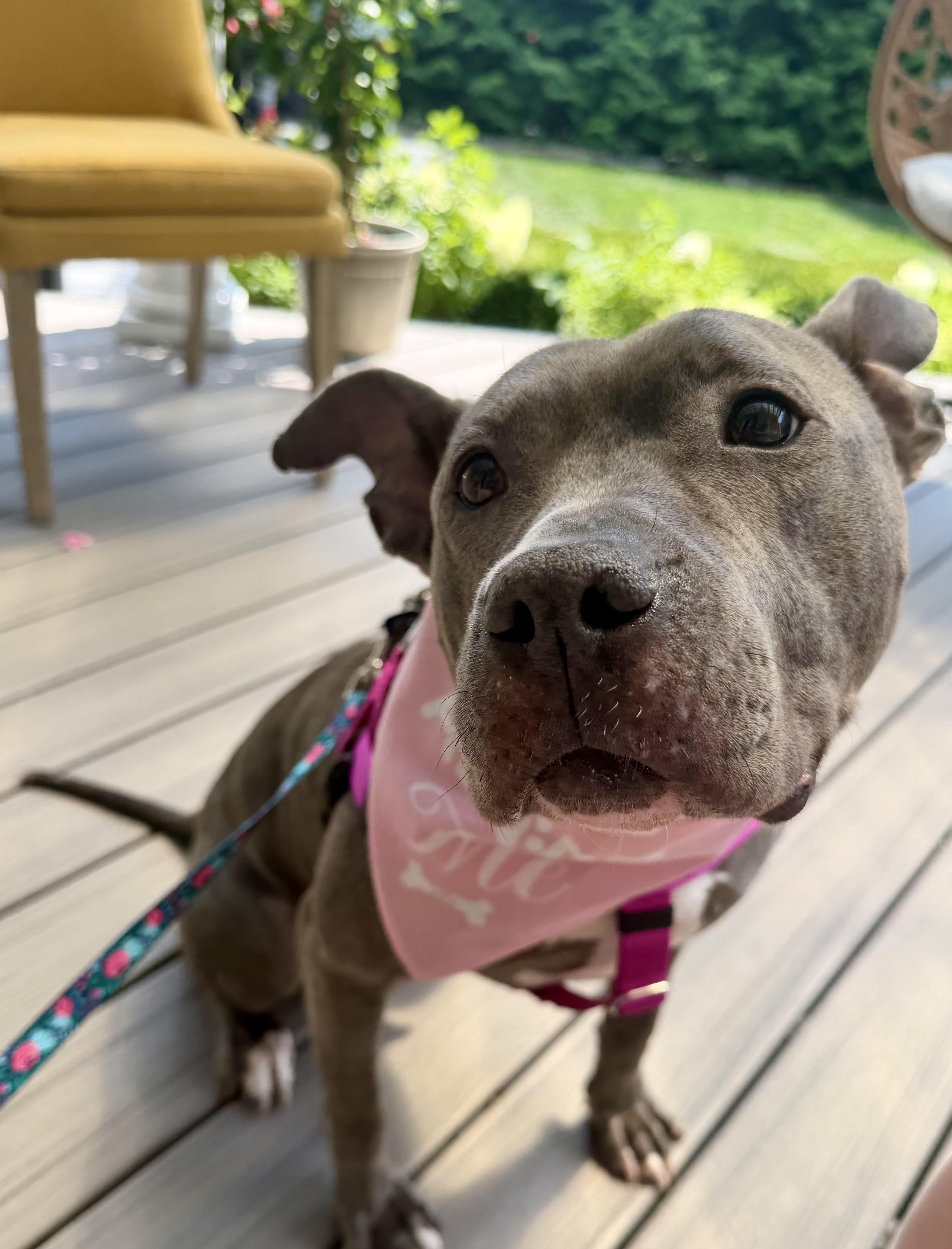 Gertrude, Adoptable, Adult Female American Bully.
