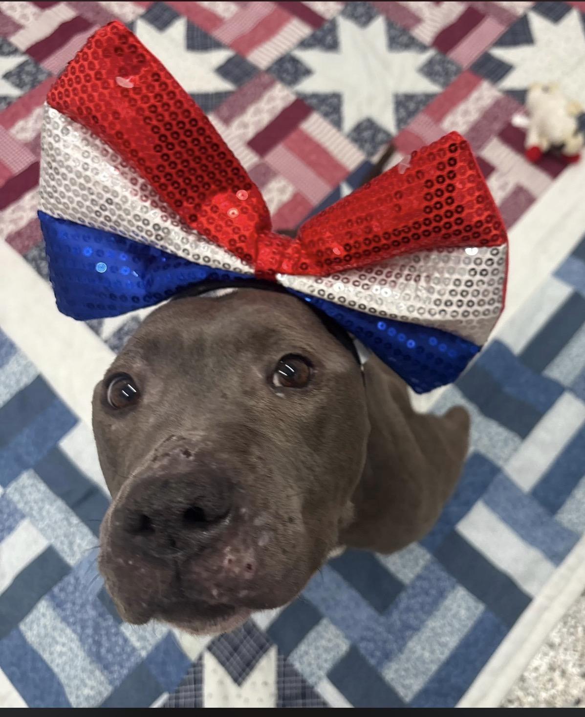 Enlarge Gertrude, a Adoptable mixed breed in Pleasant Ridge, MI image 3/3