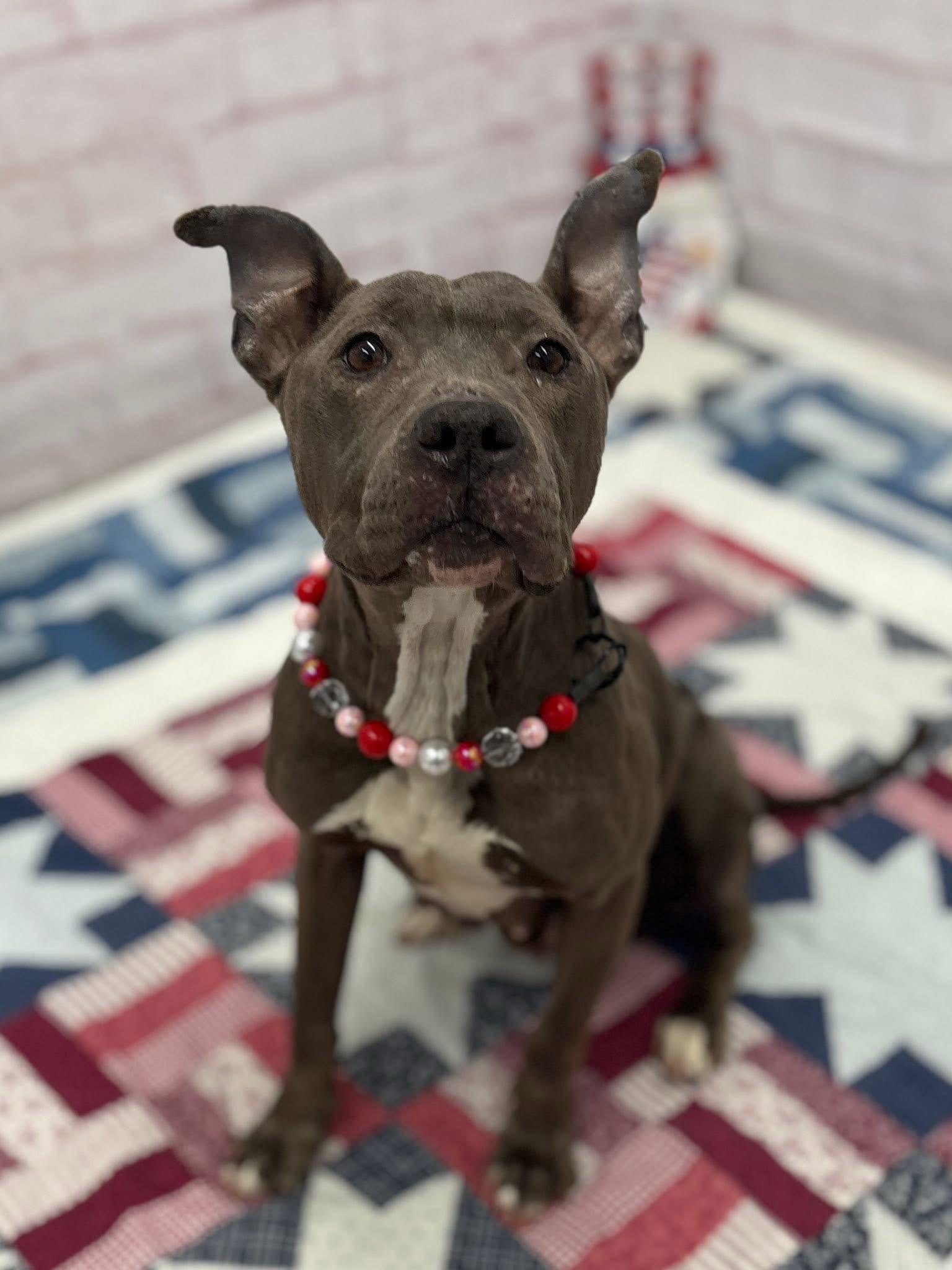 Enlarge Gertrude, a Adoptable mixed breed in Pleasant Ridge, MI image 2/3