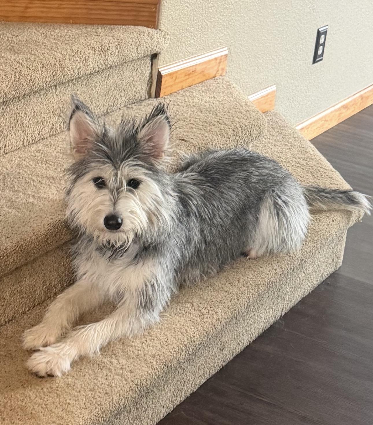 Yuki, ADOPTABLE, Young Female Schnauzer.