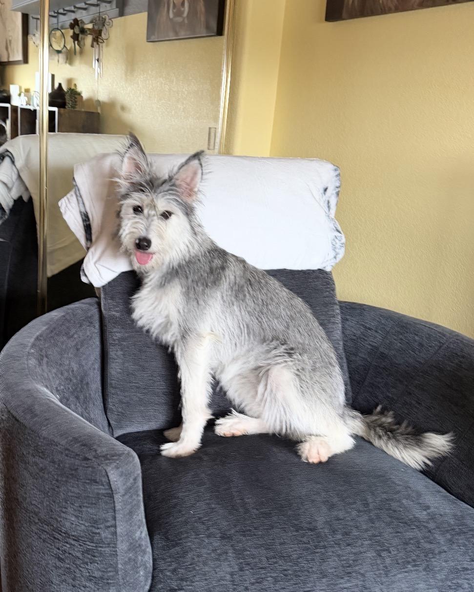 Enlarge Yuki, a ADOPTABLE mixed breed in Parker, CO image 4/4