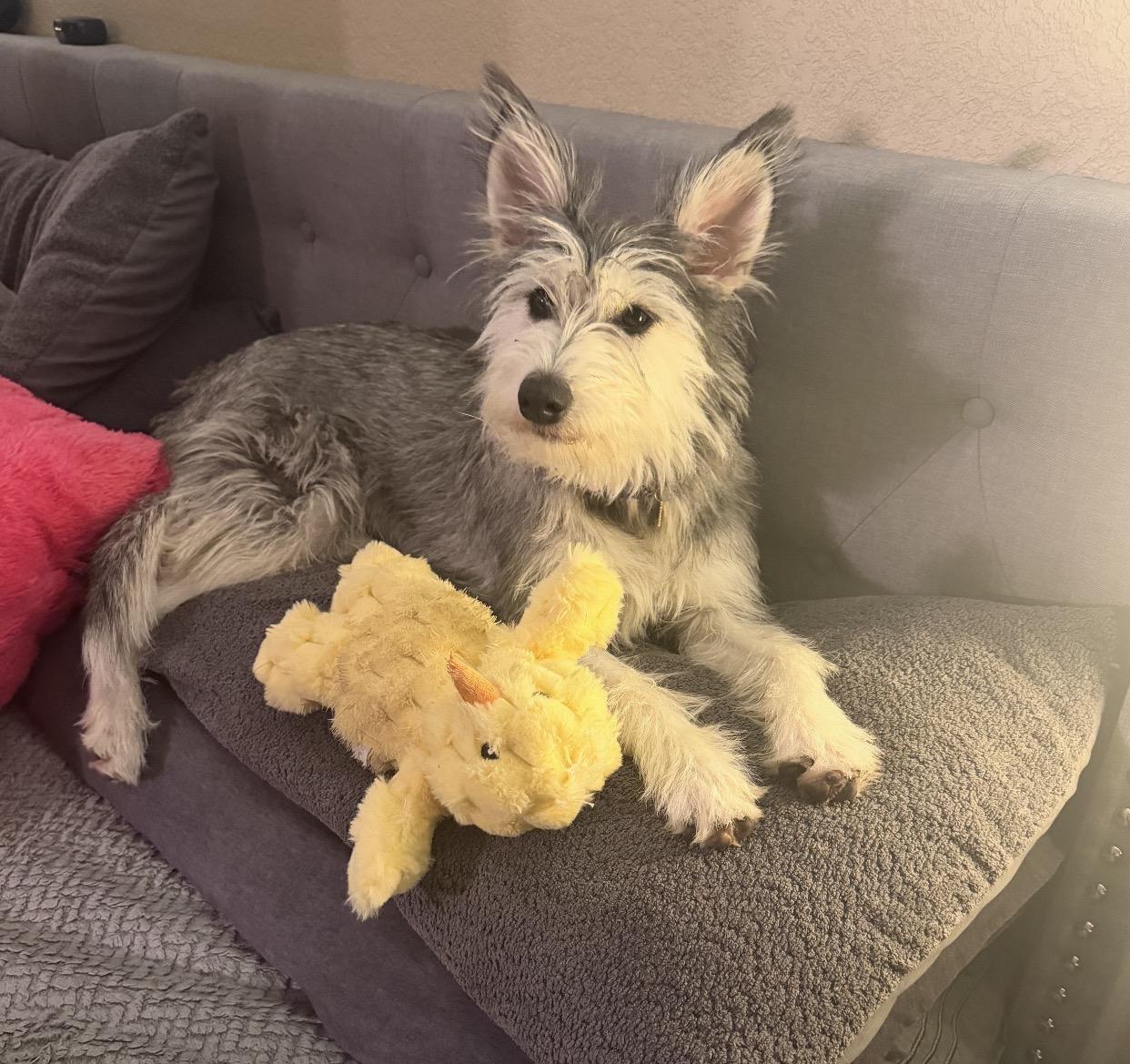 Enlarge Yuki, a ADOPTABLE mixed breed in Parker, CO image 2/4