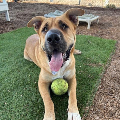 Moe, a Adoptable Shepherd in Ramona, CA image 2/6