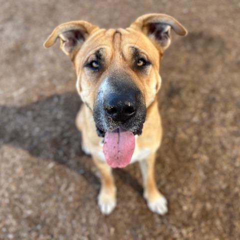 Moe, a Adoptable Shepherd in Ramona, CA image 3/6