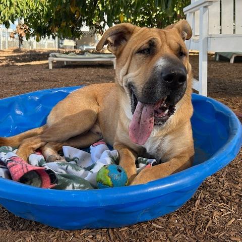 Moe, a Adoptable Shepherd in Ramona, CA image 4/6