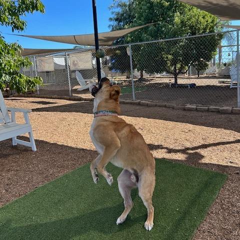 Moe, a Adoptable Shepherd in Ramona, CA image 5/6