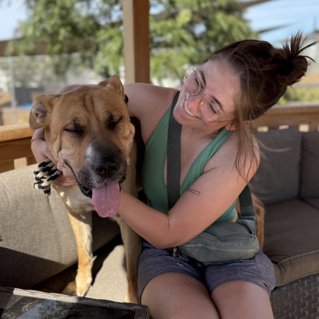 Moe, a Adoptable Shepherd in Ramona, CA image 6/6