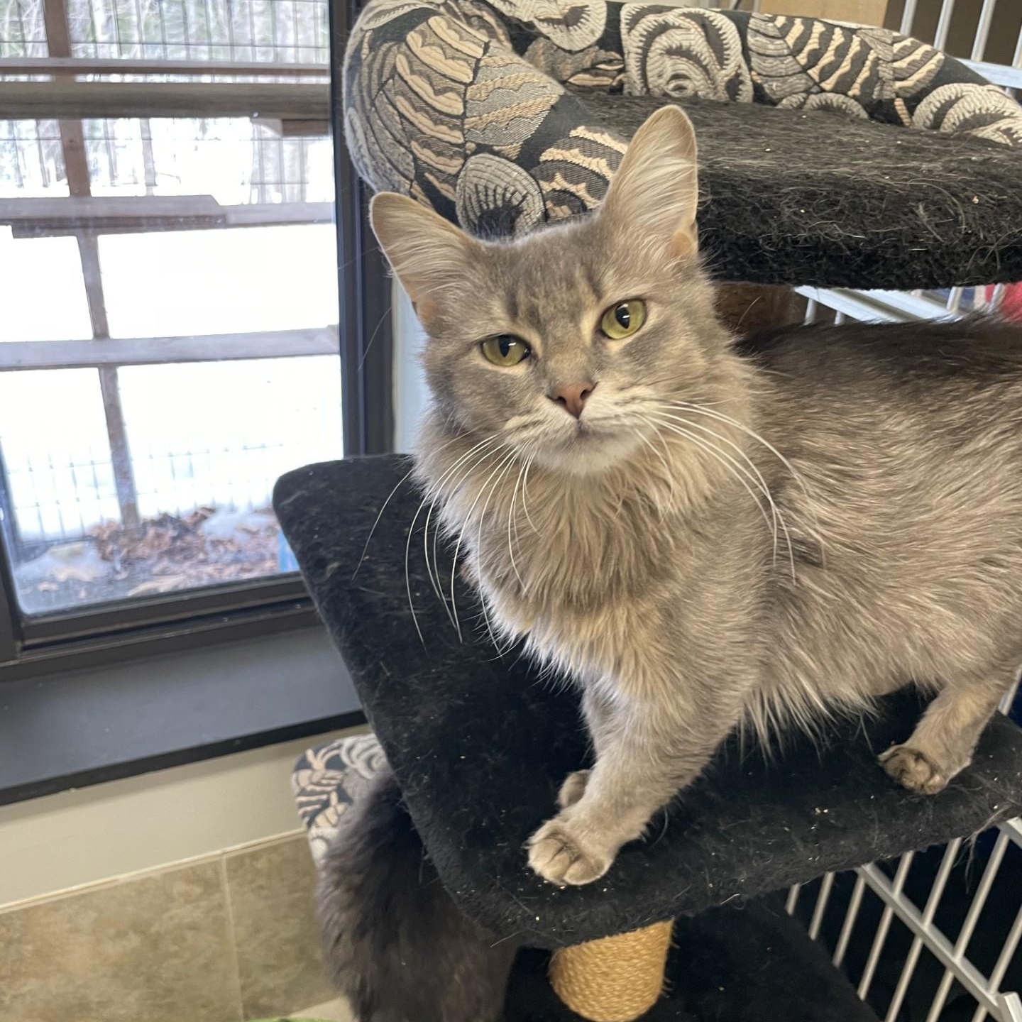 KASH, adopted, Adult Female Ragdoll.