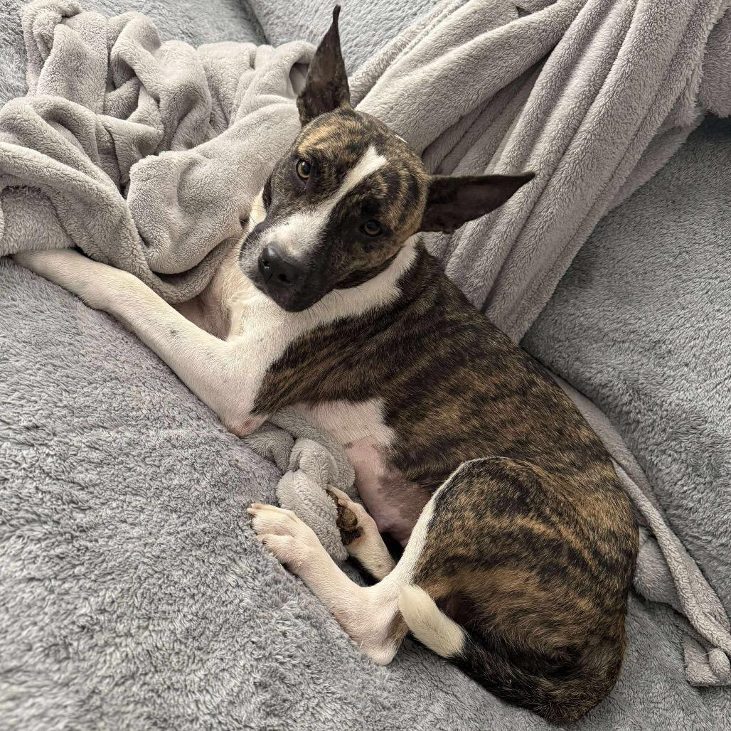 Enlarge Maw, a Adoptable Mixed Breed in Bartlett, TN image 2/6