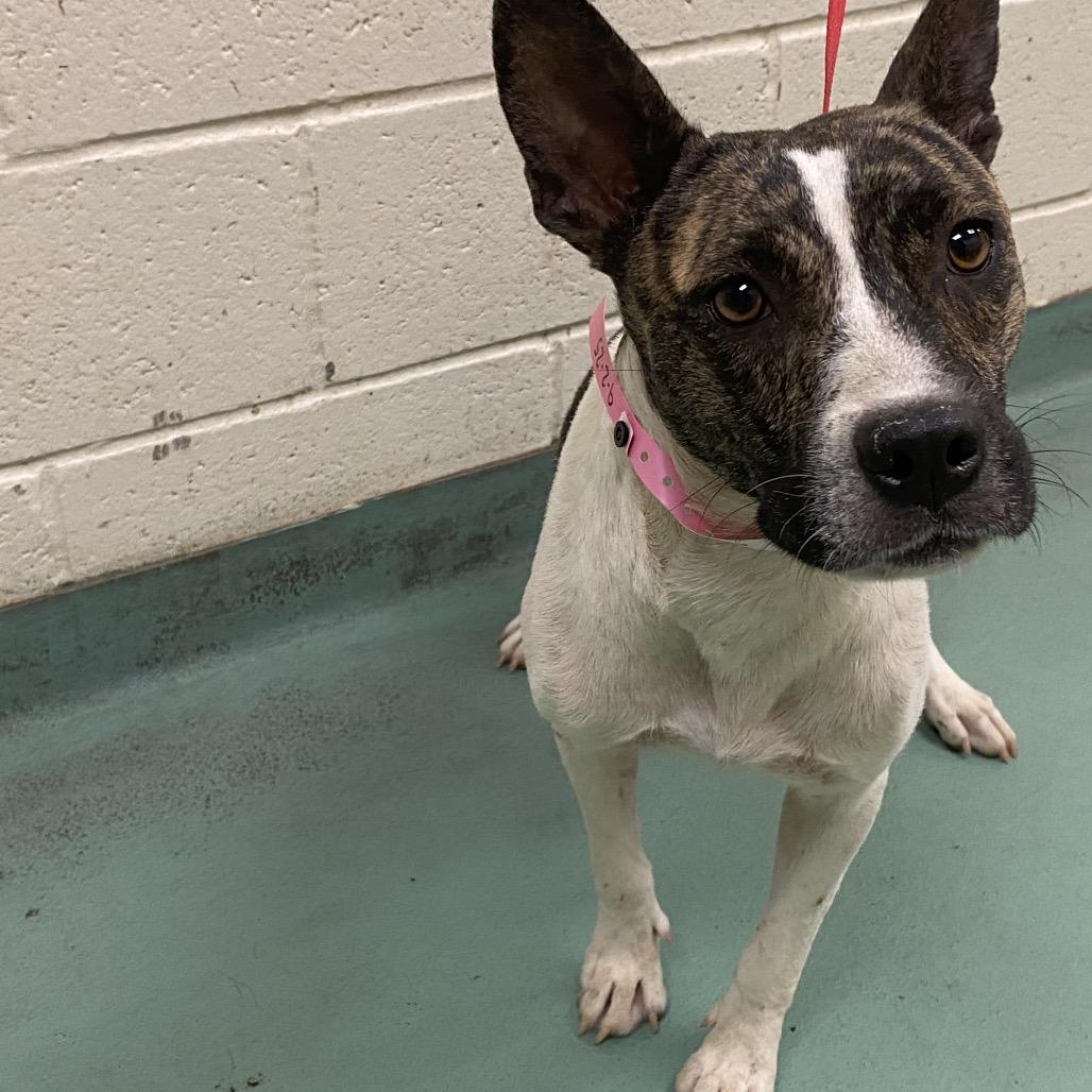 Maw, Adoptable, Adult Female Mixed Breed.