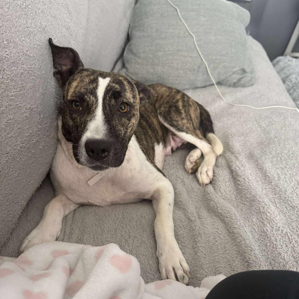 Enlarge Maw, a Adoptable Mixed Breed in Bartlett, TN image 3/6